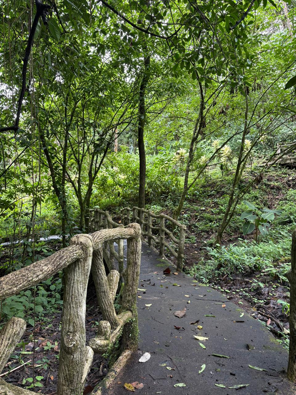 Stone path with rustic wooden bridge through the jungle