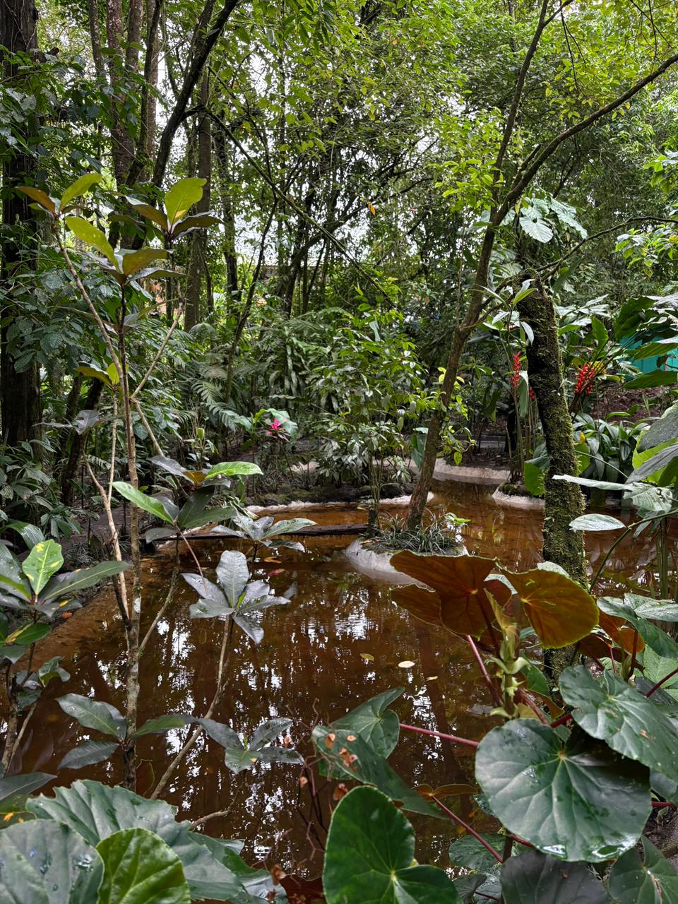 Natural pond surrounded by tropical plants