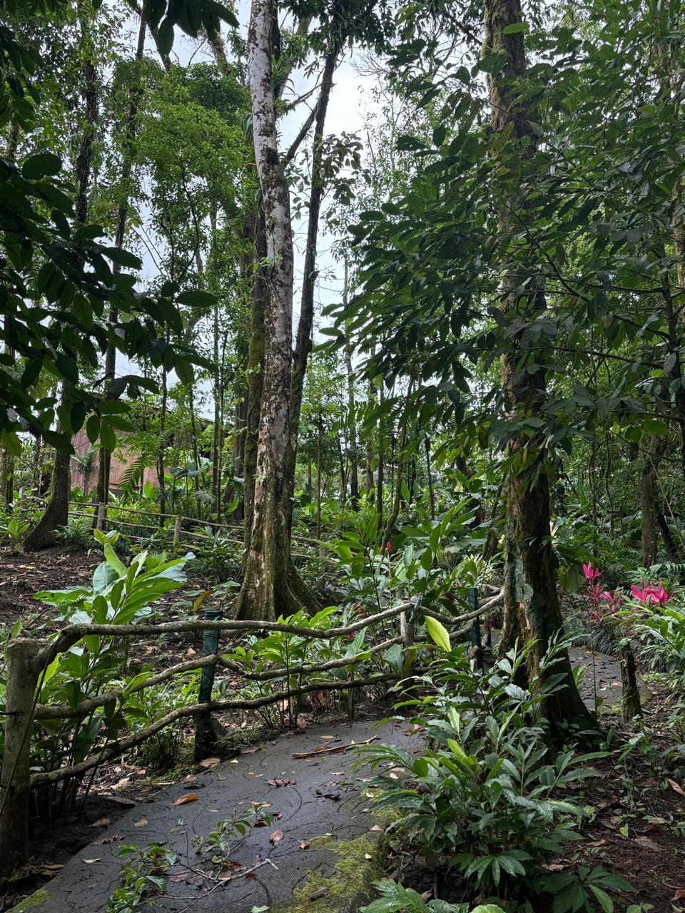 Lush jungle garden with red ginger flowers