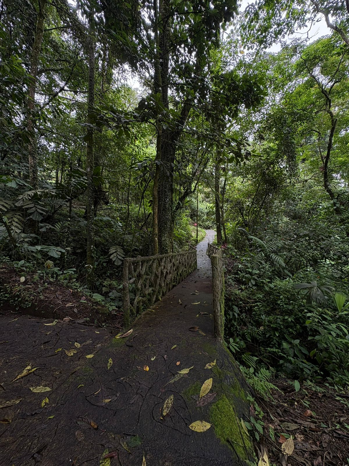 Moss-covered bridge crossing through dense rainforest