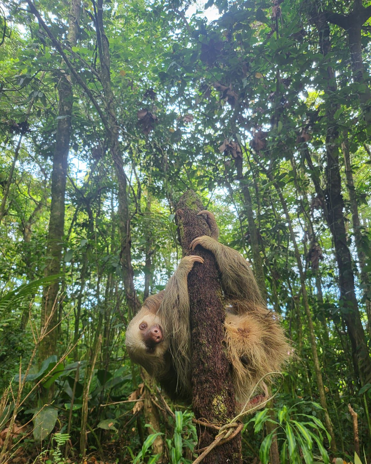 Two-toed sloth climbing a tree on the property